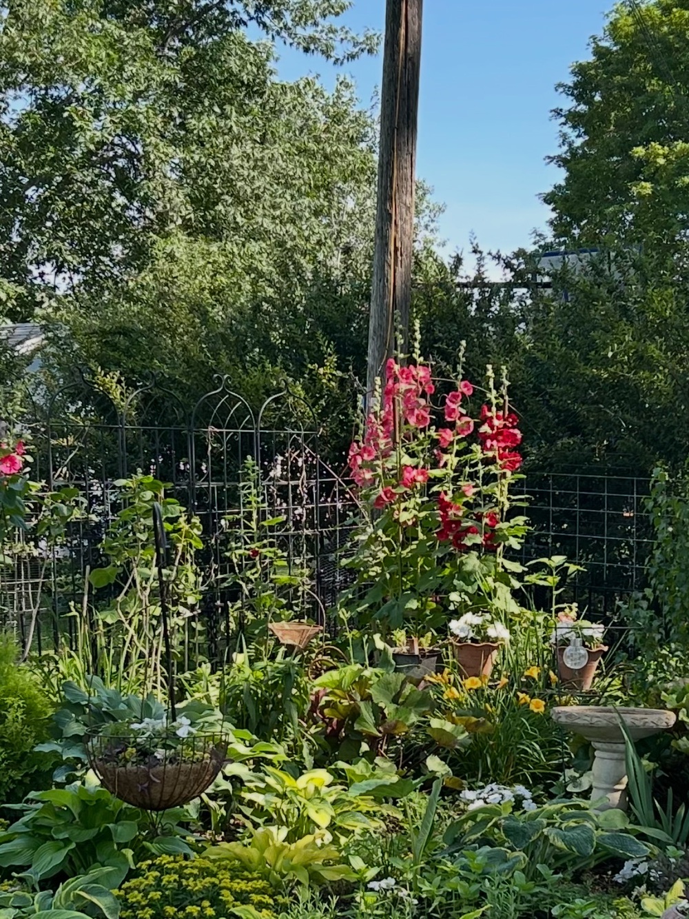Hardy Hollyhock Seeds
Homegrown, Organic 
Decades old
20 seeds $10